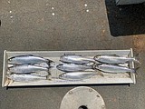 Kokanee begin to measure up at Dworshak