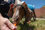 Goat 70% burned in barn fire makes full recovery
