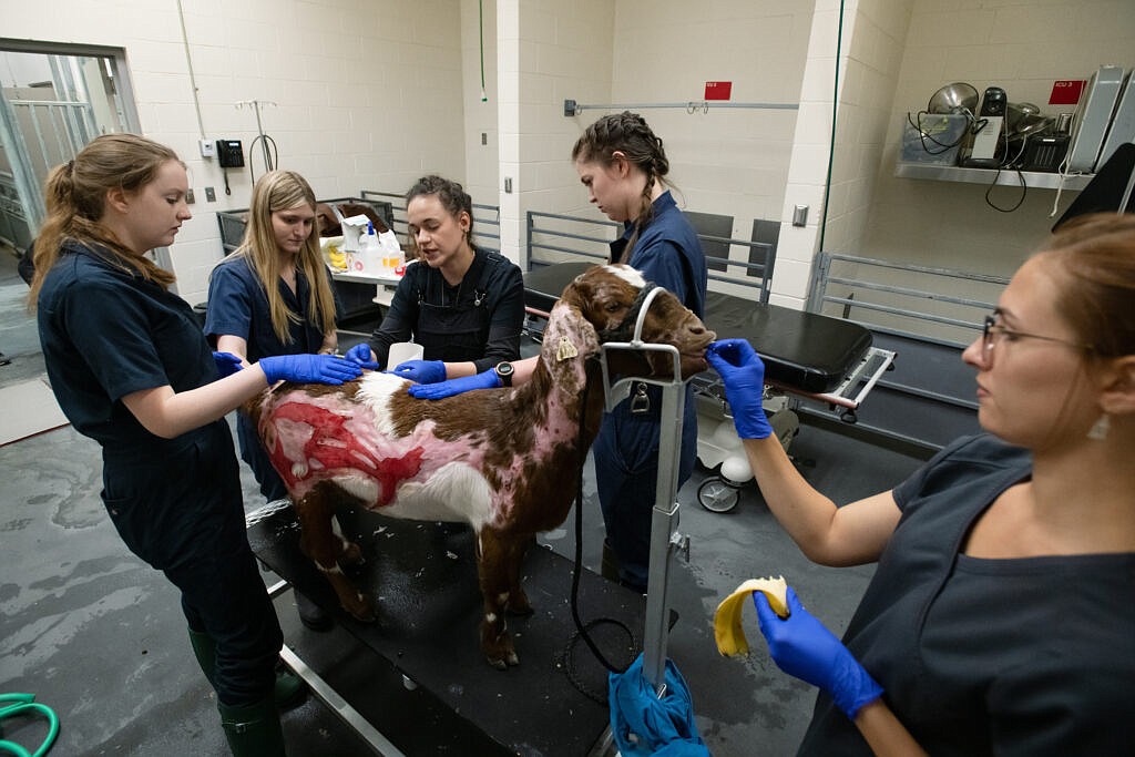 Banana peels were served both as motivation and as a distraction from pain as Millie received treatment at the Veterinary Teaching Hospital at WSU’s College of Veterinary Medicine in Pullman.