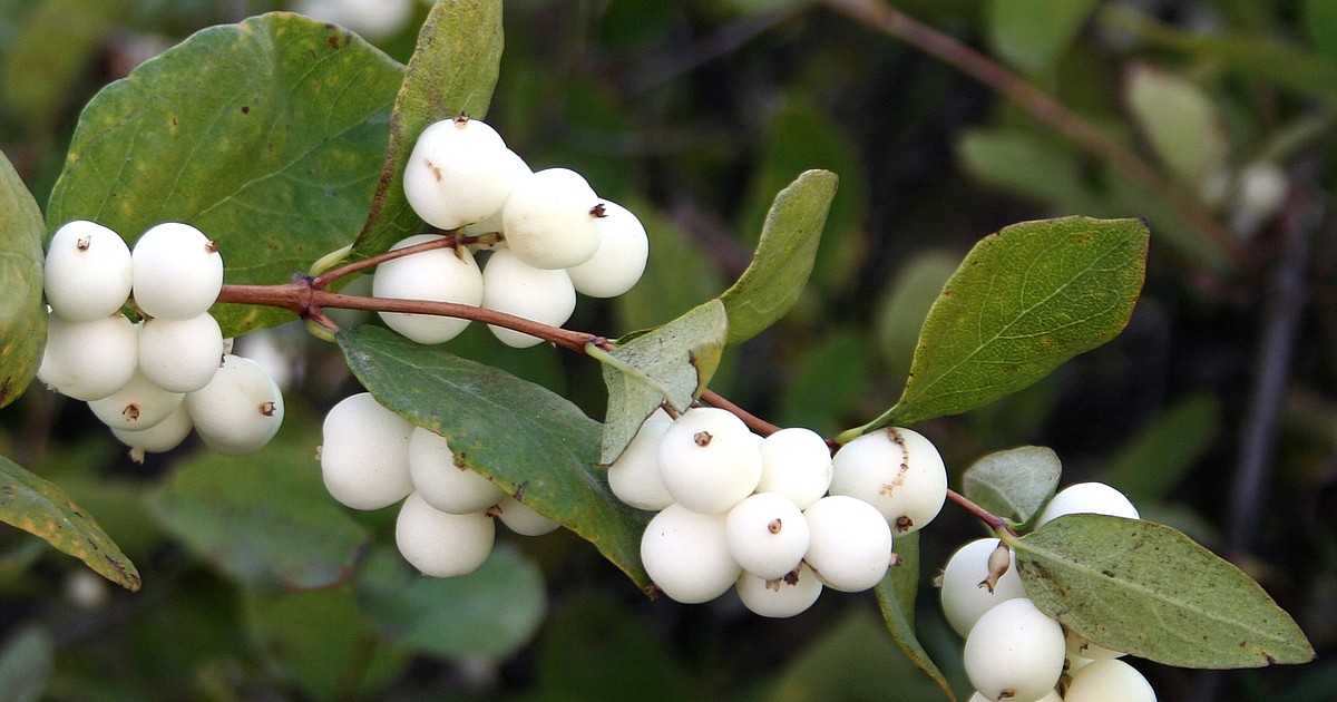 Plant Notes: Snowberry | Shoshone News-Press