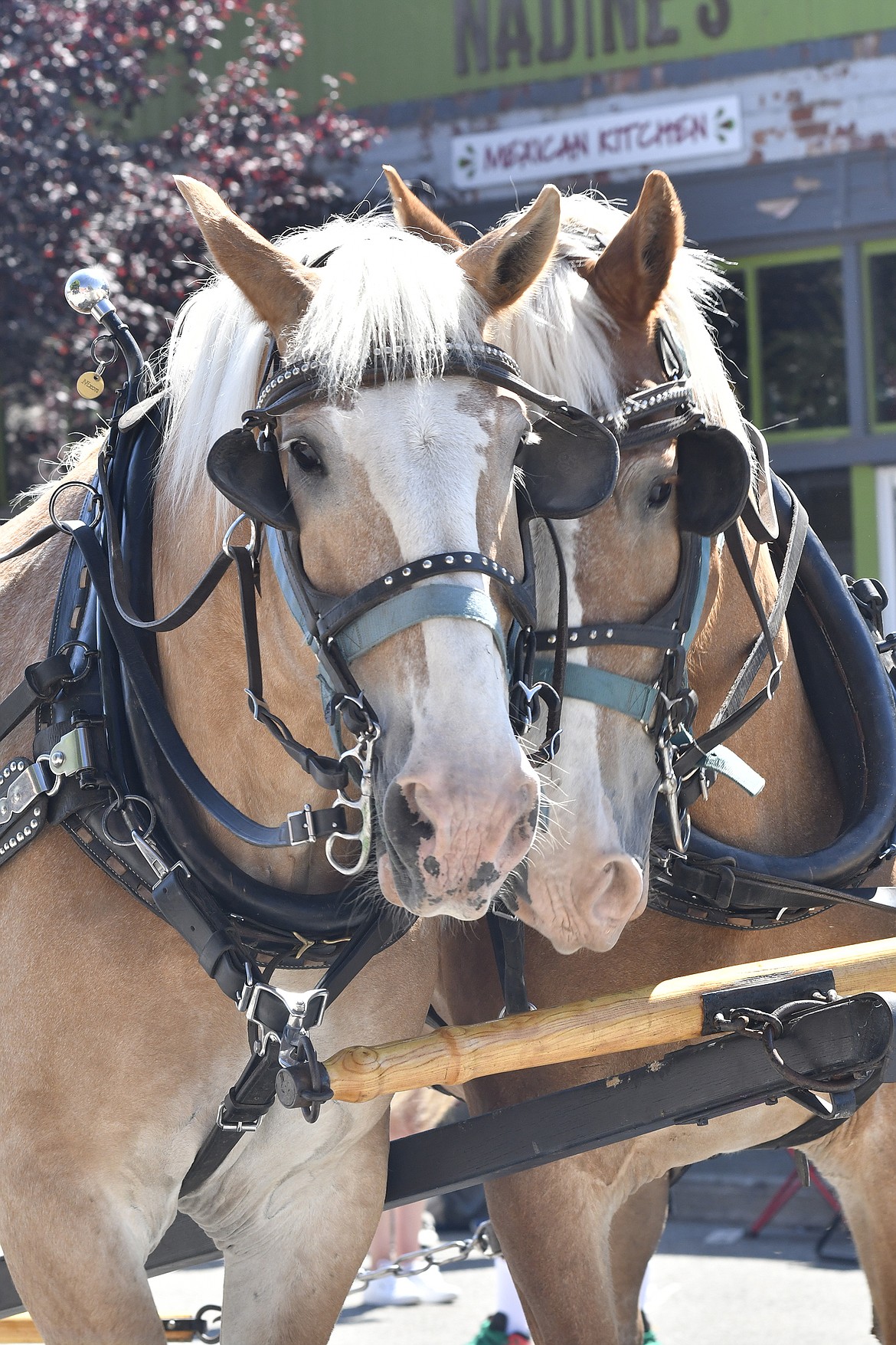 A team of draft horses pull the Panhandle Pioneers 4-H club’s wagon at the Rathdrum Days Parade. (JIM MOWREADER/Press)