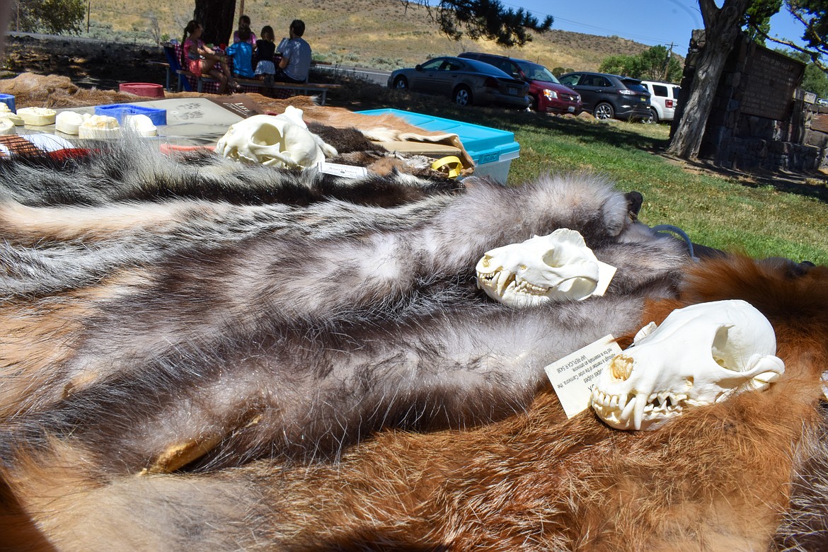 Chad Eidson, a wildlife area manager with the Washington Department of Fish and Wildlife, had a booth featuring furs, skulls and tracks of species that call Washington home.