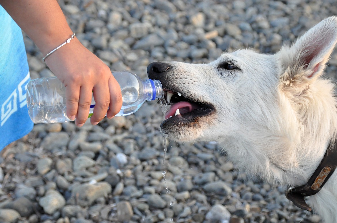 If you’re hot, your pets are too. Make sure they stay hydrated and out of the blazing sun.