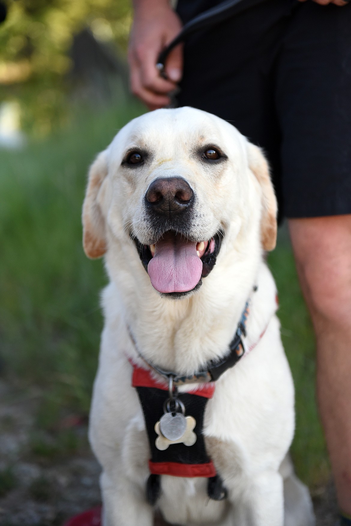 Huckleberry, the yellow Labrador, seen here before the Big Mountain Run, won the Top Dog award. (Julie Engler/Whitefish Pilot)