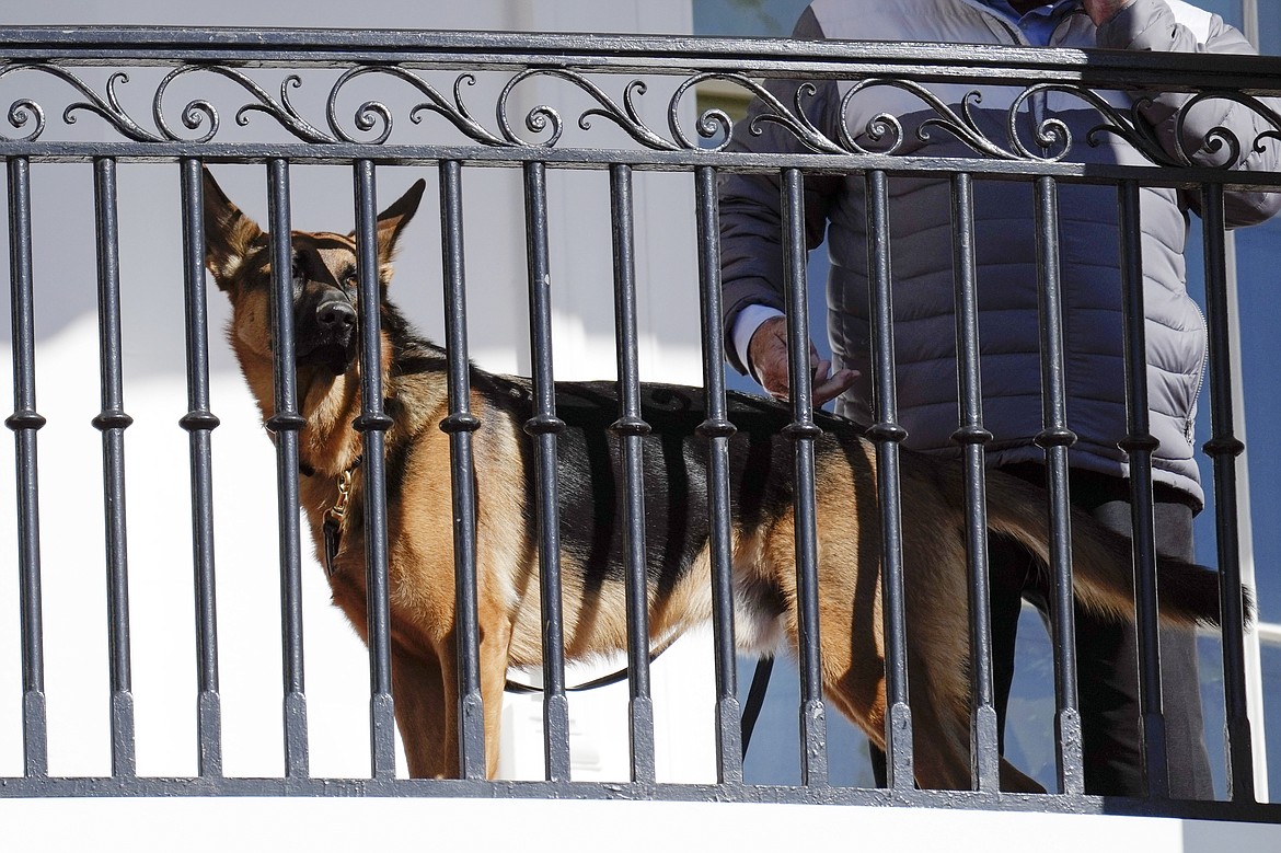 President Joe Biden's dog Commander looks out from the balcony during a pardoning ceremony for the national Thanksgiving turkeys at the White House in Washington, Nov. 21, 2022. Secret Service records show that President Joe Biden's dog Commander has bitten its officers stationed at the White House 10 times between October 2022 and January. At least one biting incident required a trip to the hospital for the injured officer. (AP Photo/Carolyn Kaster, File)