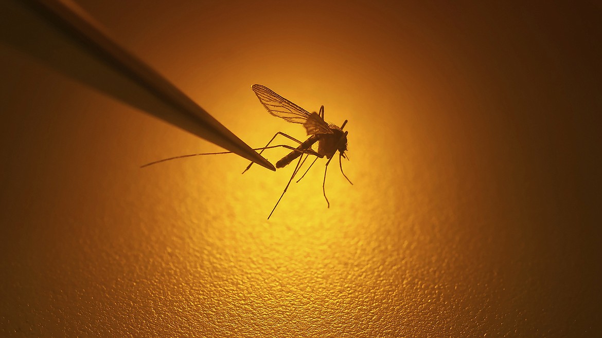 Salt Lake City Mosquito Abatement District biologist Nadja Reissen examines a mosquito in Salt Lake City, Aug. 26, 2019. (AP Photo/Rick Bowmer, File)