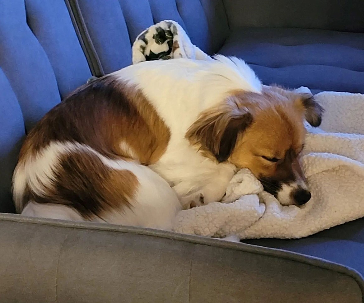 Managing Editor R. Hans “Rob” Miller’s dog, Cinnamon, takes a nap on a favorite blanket. While his photo of Cinnamon – also known as Munamun – isn’t eligible for the Moses Lake Museum & Art Center’s “Fuzzy Friends in Focus” contest, your child’s photo of his or her beloved pet likely is. Submissions are due by Aug. 11.