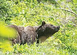 Two grizzlies put down in last week, one in Glacier Park