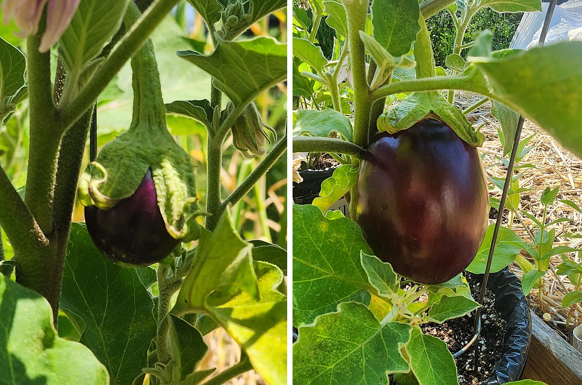 Vegetables with developing fruit require more water for fruit set and growth. This eggplant has more than tripled in size in just under 10 days.