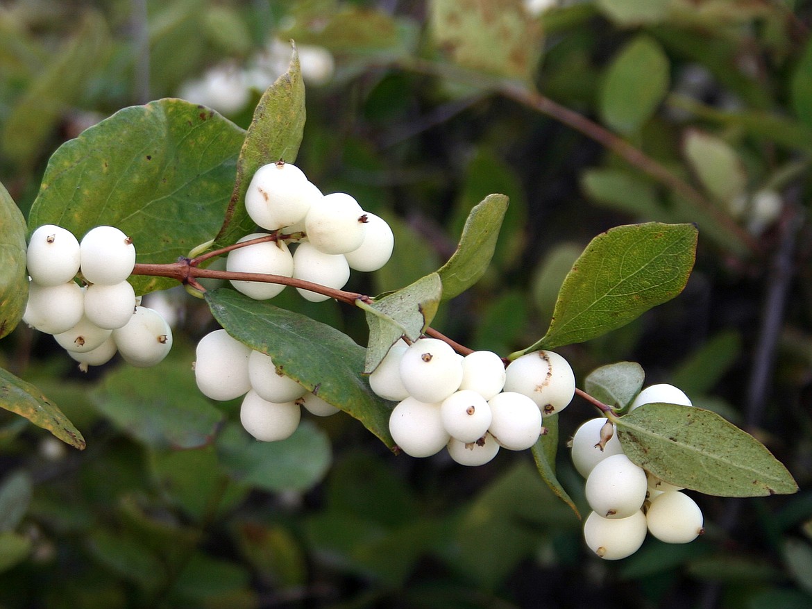 Symphoricarpos albus (Snowberry)
