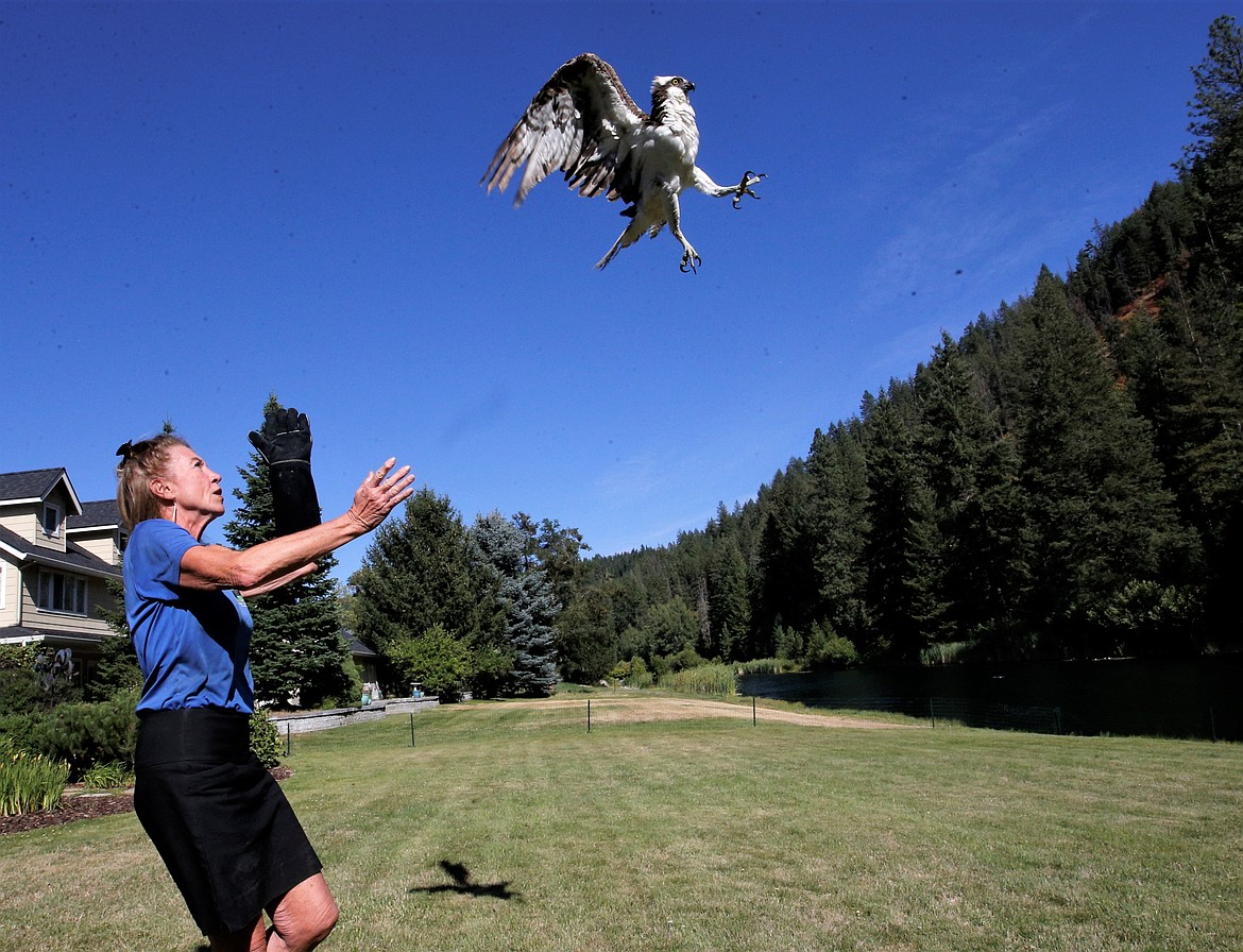 Jane Veltkamp of Birds of Prey Northwest releases an osprey at a Best Avenue home on Wednesday.