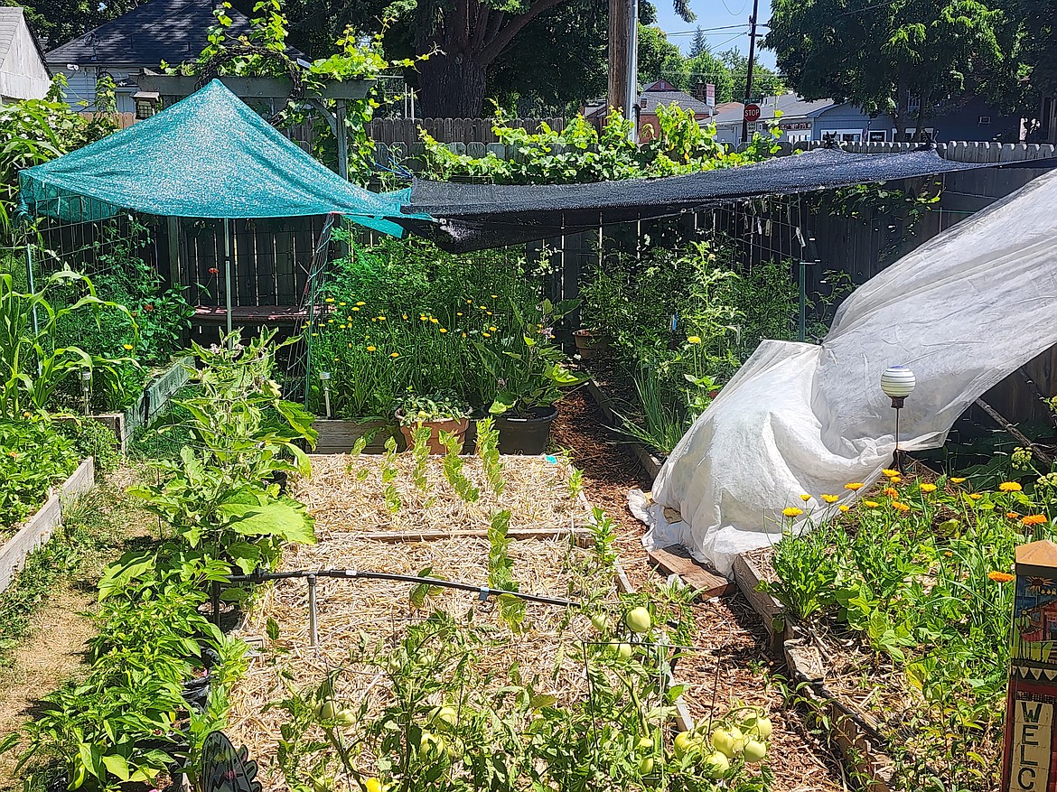 Practical tips for hotweather watering in the vegetable garden Coeur