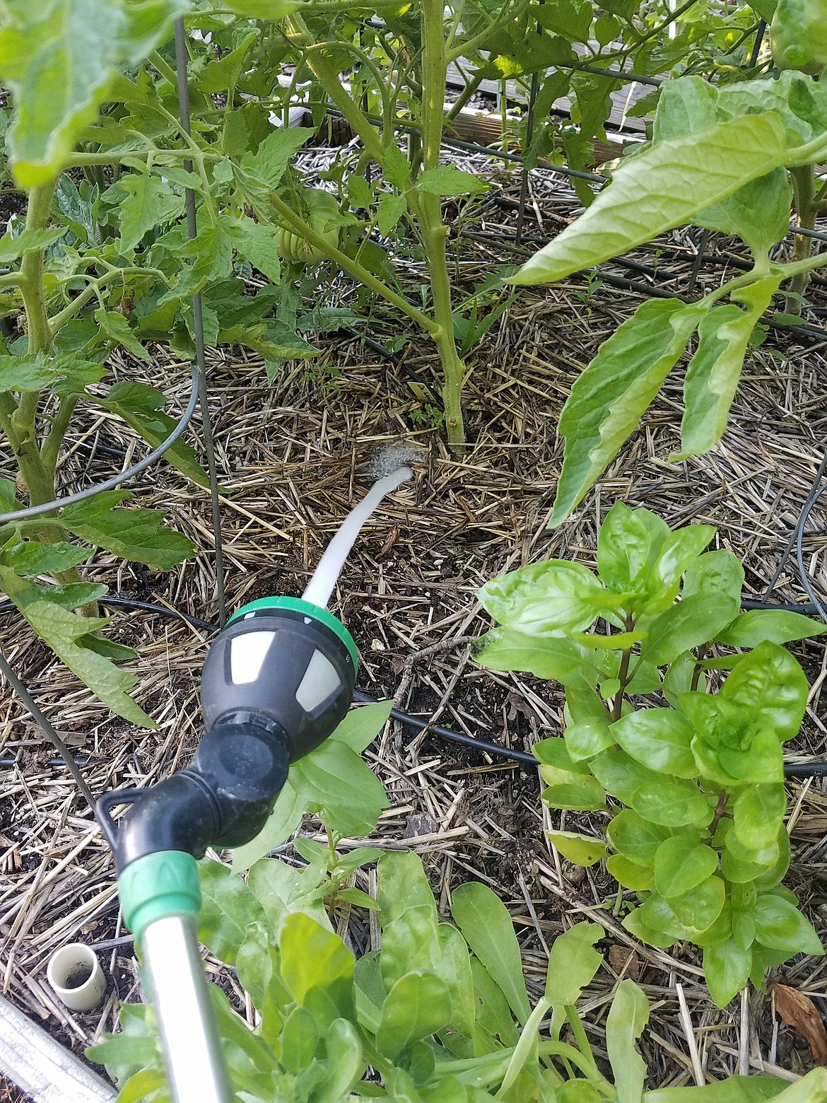Water vegetables at the base of the plant where it will easily reach the roots. Also, note the straw mulch, which keeps the soil cool and retains moisture.