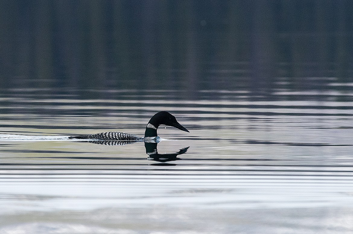 A common loon seen in Glacier National Park. (Chris Peterson/Hungry Horse News)