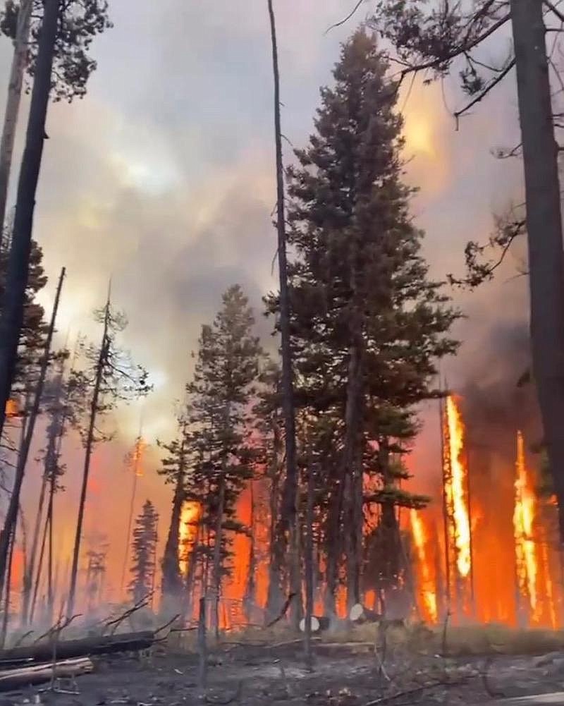 Trees torching on the Colt Fire on July 22 northwest of Seeley Lake. (Montana DNRC Type 2 Initial Attack Hand Crew photo)