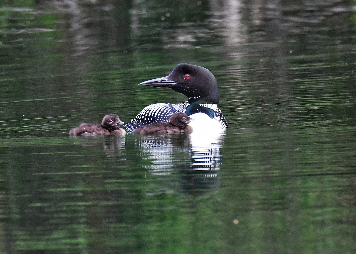 An adult common loon and chicks. (Photo courtesy of Bob LeBlanc)