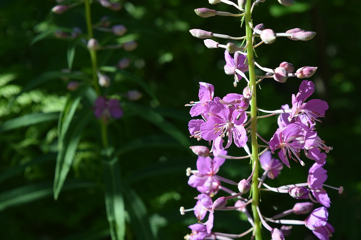 A variety of flowers including fireweed can be found at the trailhead, which also features a variety of pine, cedar and other trees.