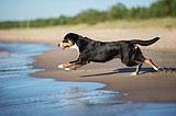 Keeping dogs cool for the summer to prevent heatstrokes