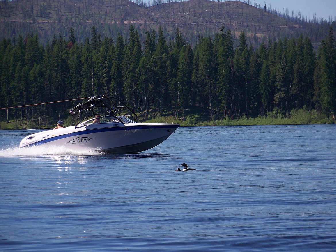 Boaters get a little too close to a loon and her chicks while boating on Seely Lake in 2008. (Photo courtesy of Donna Love)