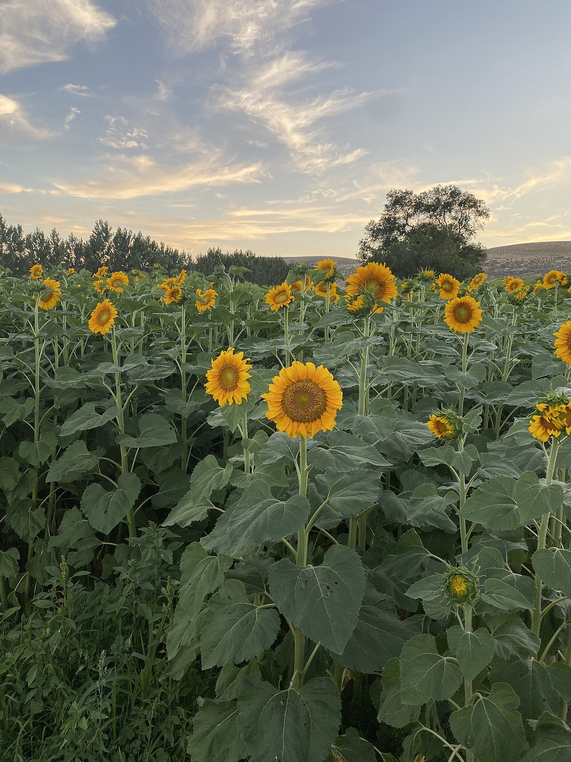 Sunflowers located at Cloudview’s Ephrata farm during the 2022 Summer Sunflower Fest. This year’s fest – to be held Saturday – will feature a maze cut through a tall patch of sunflowers for attendees to explore.