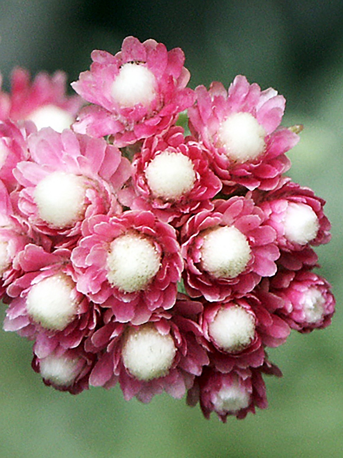 The flowers of the Rosy Pussytoes plant attract pollinators including bees, hummingbirds and butterflies.