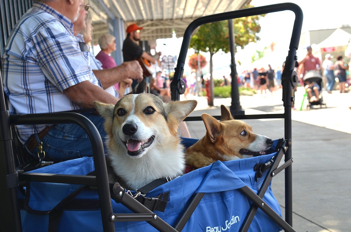 Corgis Zoe and Aubrey were avid spectators at the Cherry Festival in downtown Polson Saturday. (Kristi Niemeyer/Leader)