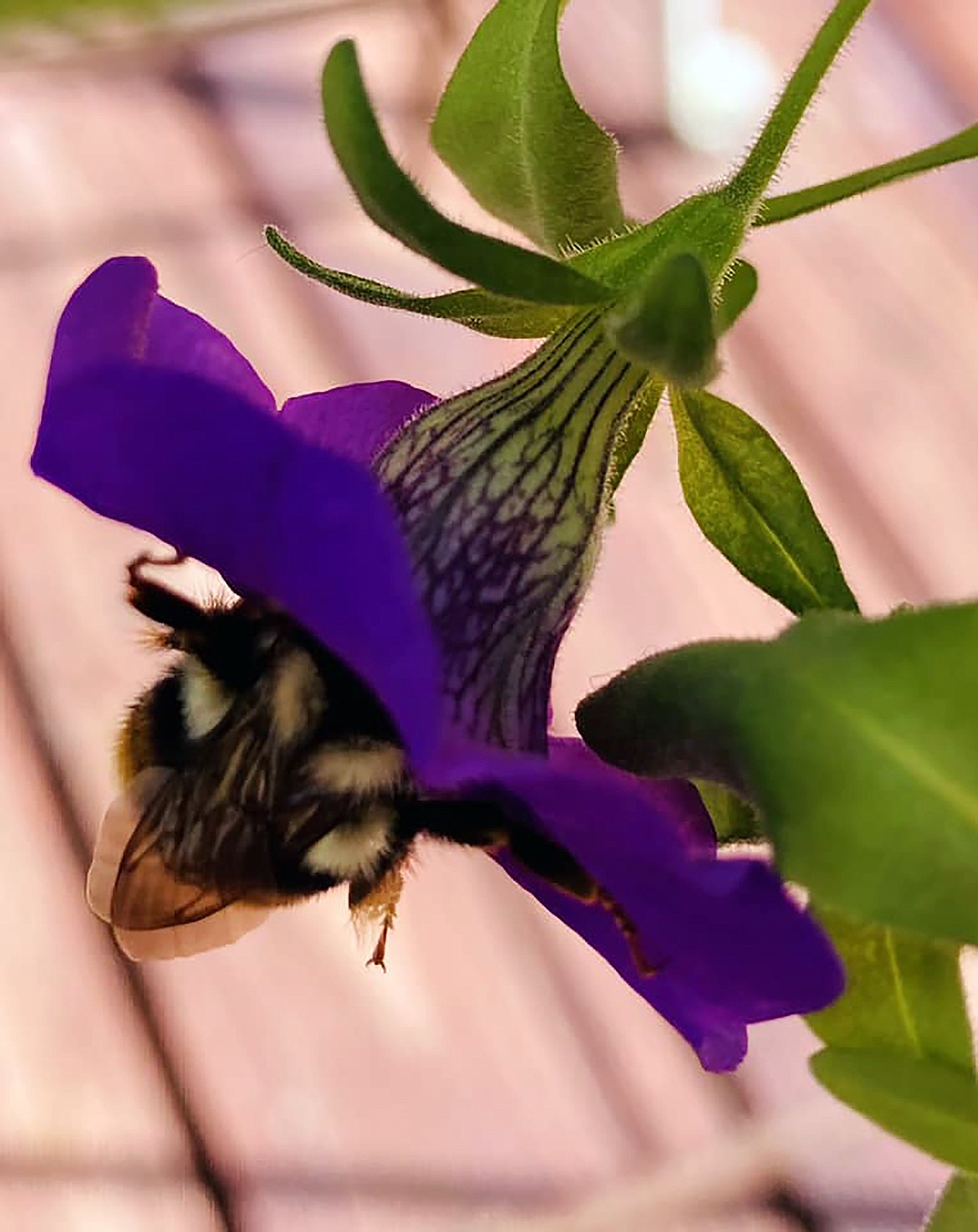 Kim Devine shared this Best Shot of a friendly bee stopping by her garden and finding something to take back to the hive. If you have a photo that you took that you would like to see run as a Best Shot or I Took The Bee send it to the Bonner County Daily Bee, P.O. Box 159, Sandpoint, Idaho, 83864; or drop them off at 310 Church St., Sandpoint. You may also email your pictures to the Bonner County Daily Bee along with your name, caption information, hometown, and phone number to news@bonnercountydailybee.com.