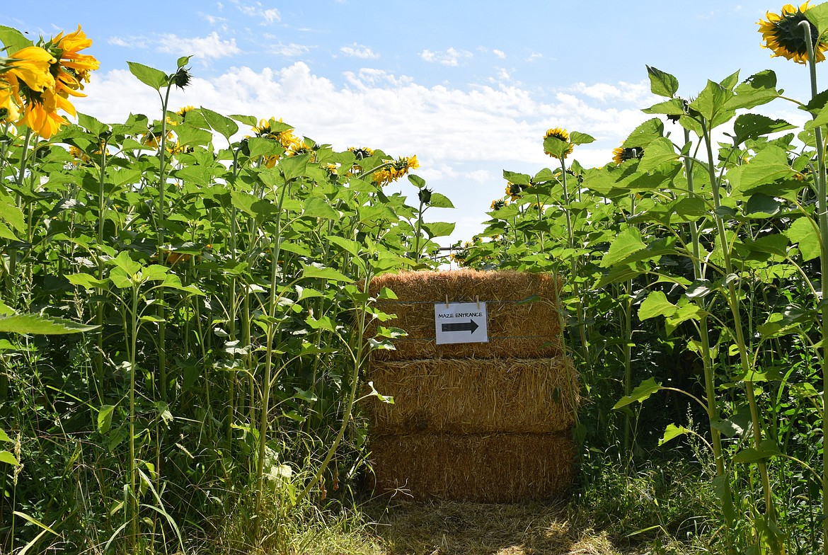 The entrance to a maze cut through a patch of six-foot-tall sunflowers at Cloudview Farm, which hosted Saturday’s Summer Sunflower Fest in Ephrata.