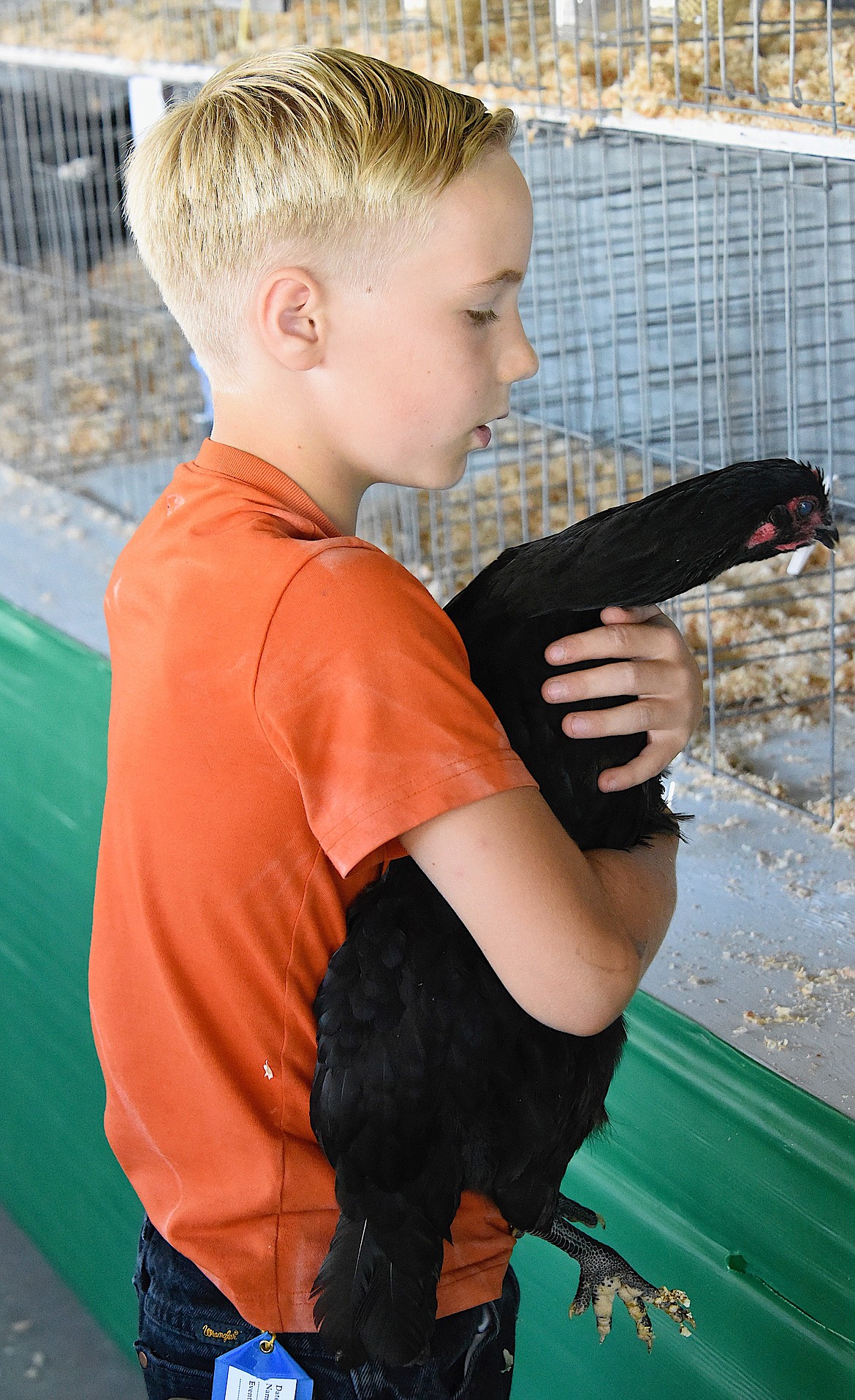 Oden Reum holds his chicken in the Poultry Barn at the Lake County Fair.
(Berl Tiskus/Leader)