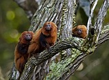 Once nearing extinction, Brazil's golden monkeys have rebounded from yellow fever, scientists say