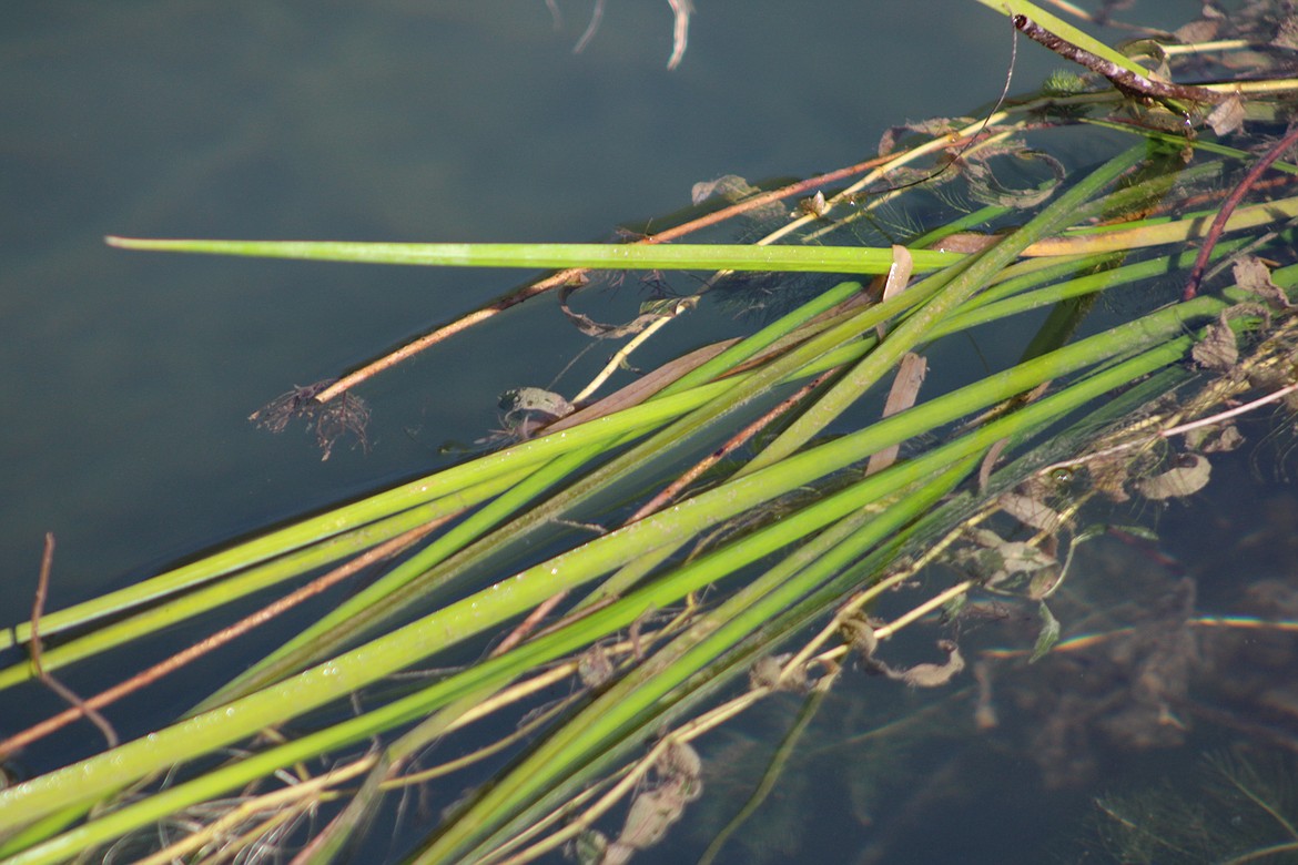Pend Oreille County to tackle flowering rush threat | Bonner County ...