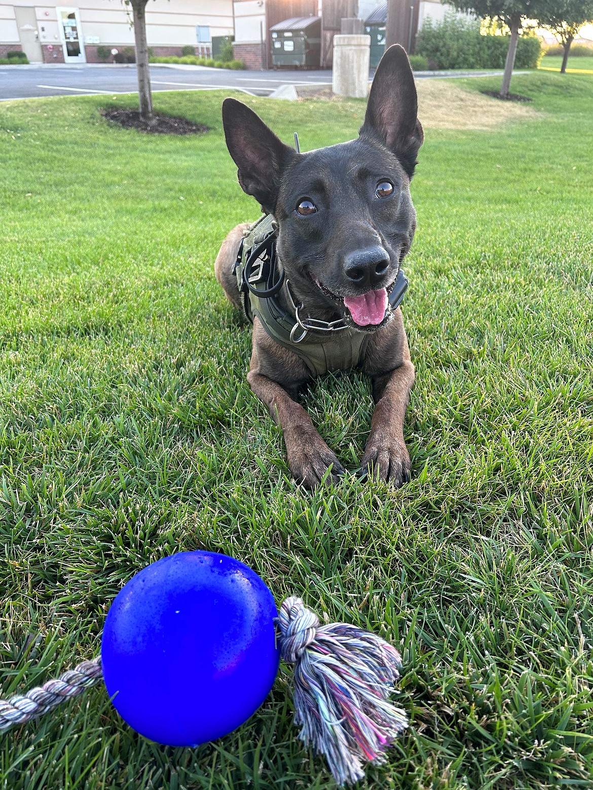 Kootenai County Sheriff's Office K-9 Lord assisted in a drug bust Thursday, July 27, in Post Falls.