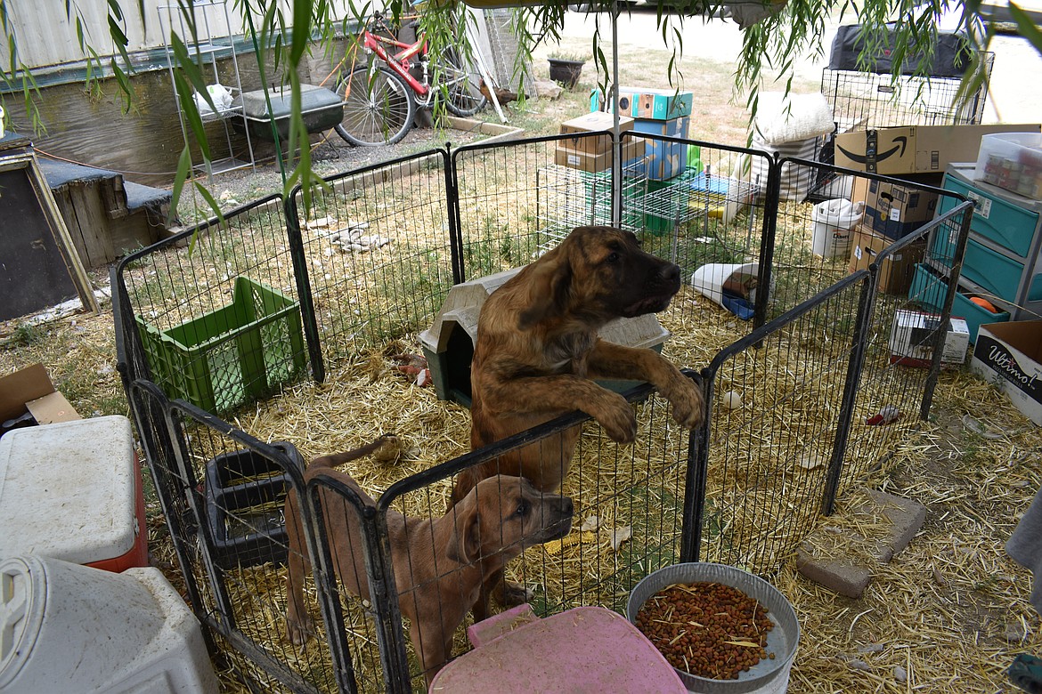 Frankie Blue Eyes and Buddha are excited to have visitors to their kennel at Rock Bottom Rocker Pet Pantry. Their living space is cool and airy this time of year, Shawna Kluge said, but when the weather turns chilly it will be covered and well insulated with hay bales.