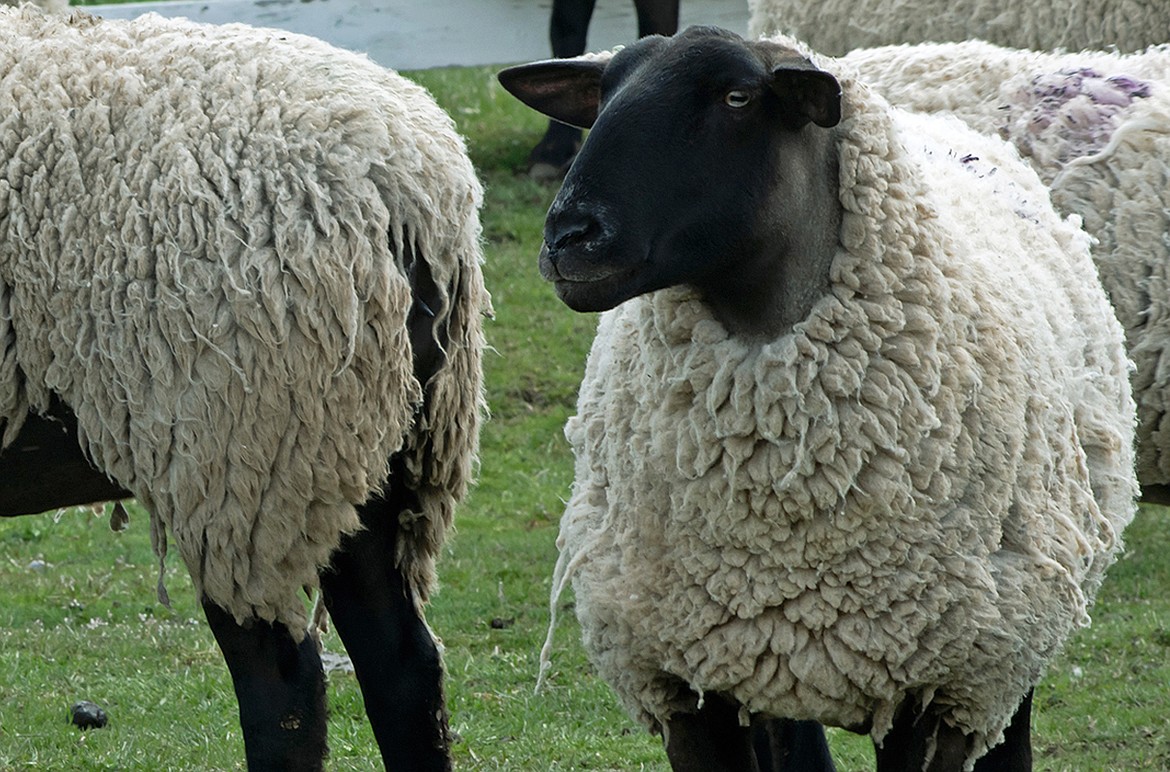 Sheep in a field in Moscow, Idaho.