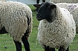 Gene editing could rid sheep of problematic long tails