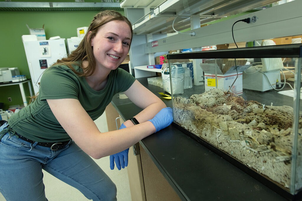 Brietta Latham, a doctoral student in WSU’s School of Molecular Biosciences, stands next to a tank containing beetles and caterpillars that clean mouse skeletons used in research to develop a gene editing strategy to shorten the tails of Suffolk sheep and eliminate the need for tail docking.