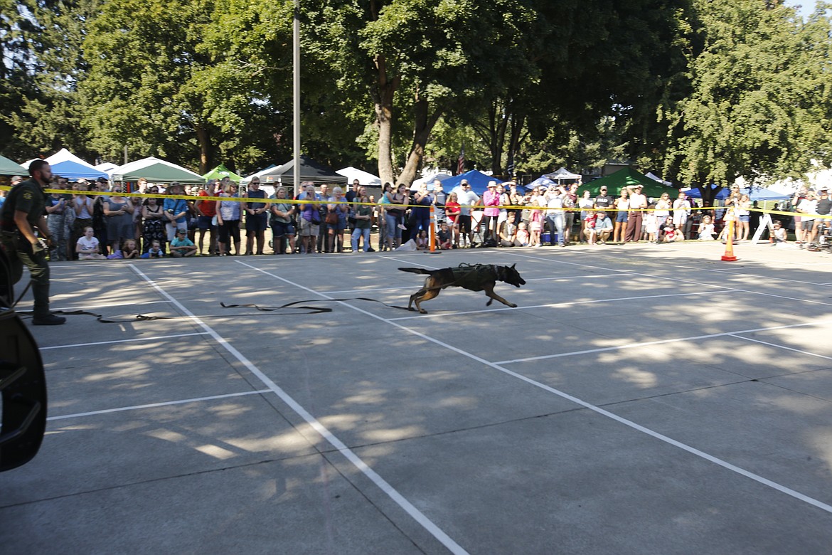 The crowd marvels as Kootenai County Sheriff's Office K-9 Alpha charges to attack a deputy in a protective suit as part of a patrol demonstration for the National Night Out event.