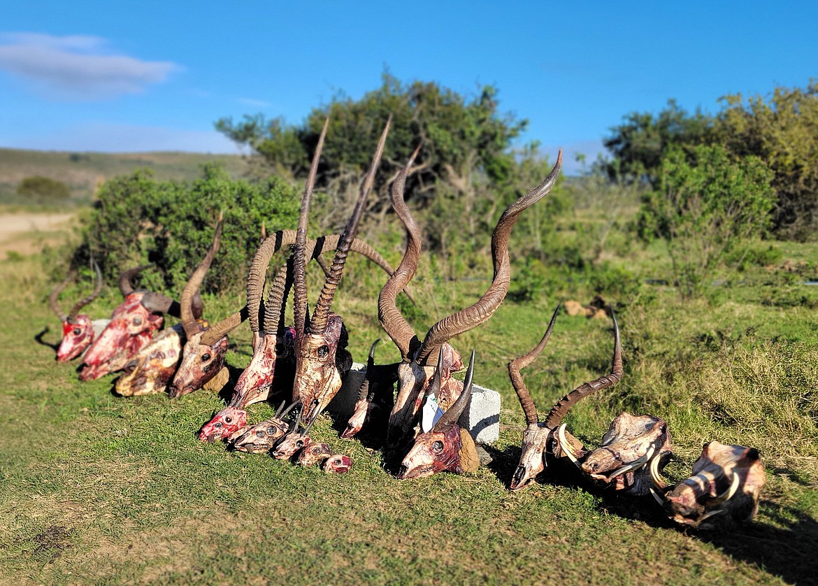 After winning multiple awards in a state taxidermy competition, Adam VandenOever traveled to South Africa with his wife Stephanie VandenOever for a 10 day hunt. He harvested 20 animals with the meat going to local people in need, Adam VandenOever said, "and the profits help the conservation of these beautiful creatures."