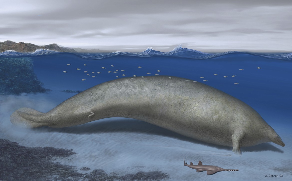 In this 2023 artist illustration by Alberto Gennari, Perucetus colossus is reconstructed in its coastal habitat, with an estimated body length: ~20 meters. A new species of ancient whale might be the heaviest animal ever found. Researchers describe the new species named Perucetus colossus, or “the colossal whale from Peru," in the journal Nature on Wednesday, Aug. 2, 2023. (Alberto Gennari/Nature via AP)