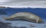 The heaviest animal ever may be this ancient whale found in the Peruvian desert