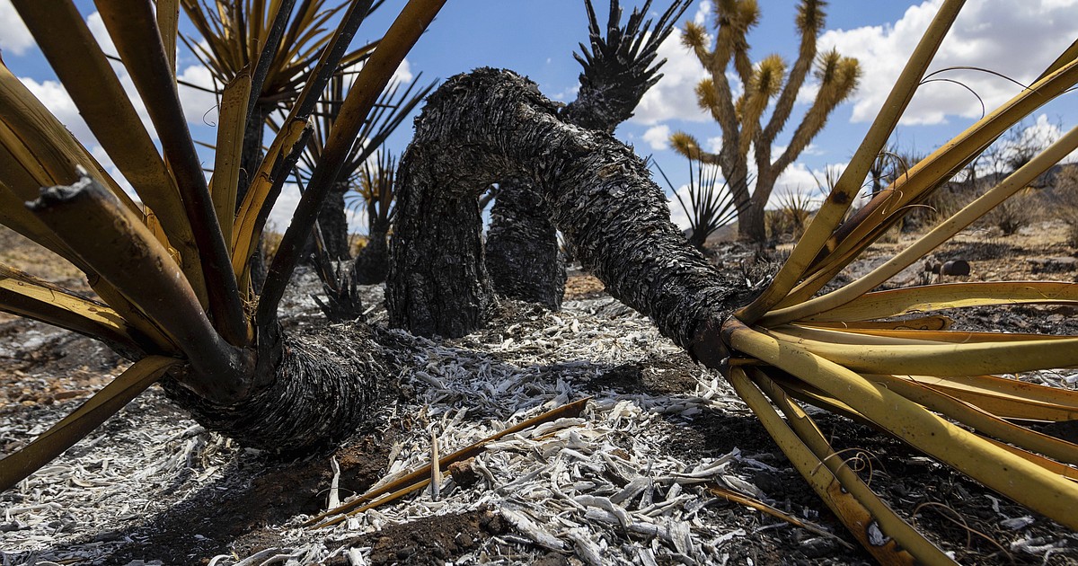 Progress made against massive California-Nevada wildfire but flames threaten iconic Joshua trees - Vimarsana News