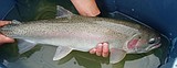 Conservation project helping steelhead population