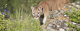 Input sought for mountain lion management plan