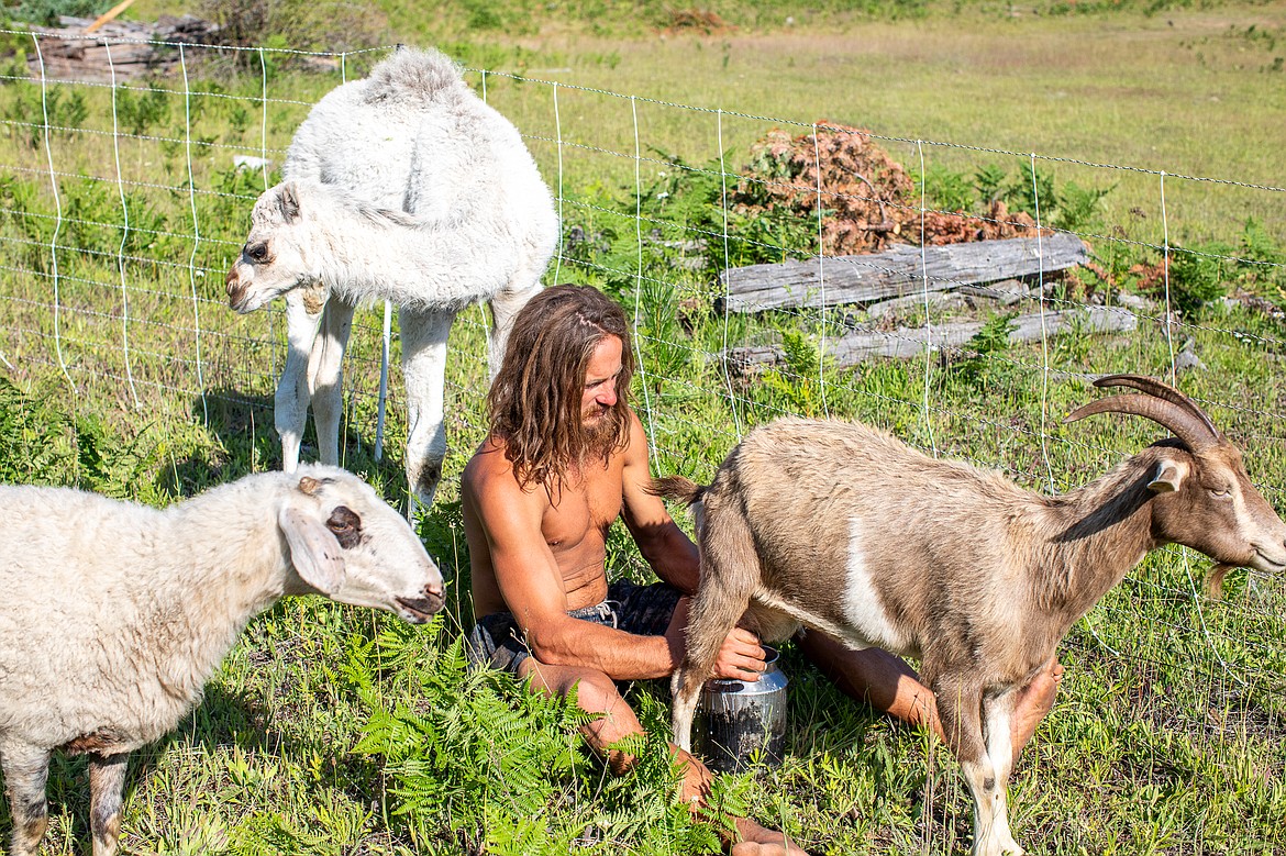 Shepherd Chris Wujek milks one of his goats.