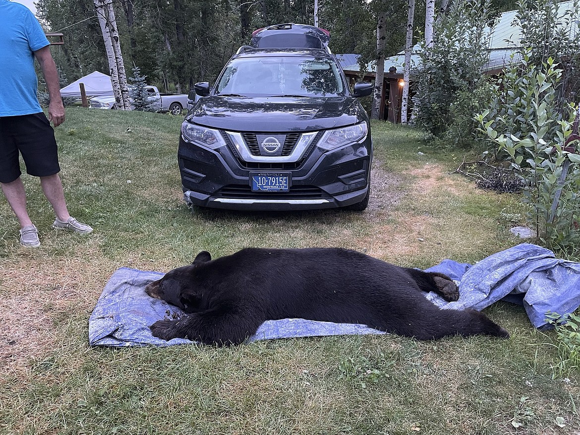 The body of black bear is seen after being dragged outside after being shot and killed when the it broke into a house early Thursday morning, Aug 3, 2023, in Luther, Montana. (Seeley Oblander via AP)