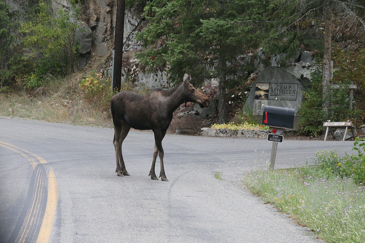 A female moose and other woodland creatures were seen on the north end of Hayden Lake as the Ridge Creek Fire raged in the area Friday.