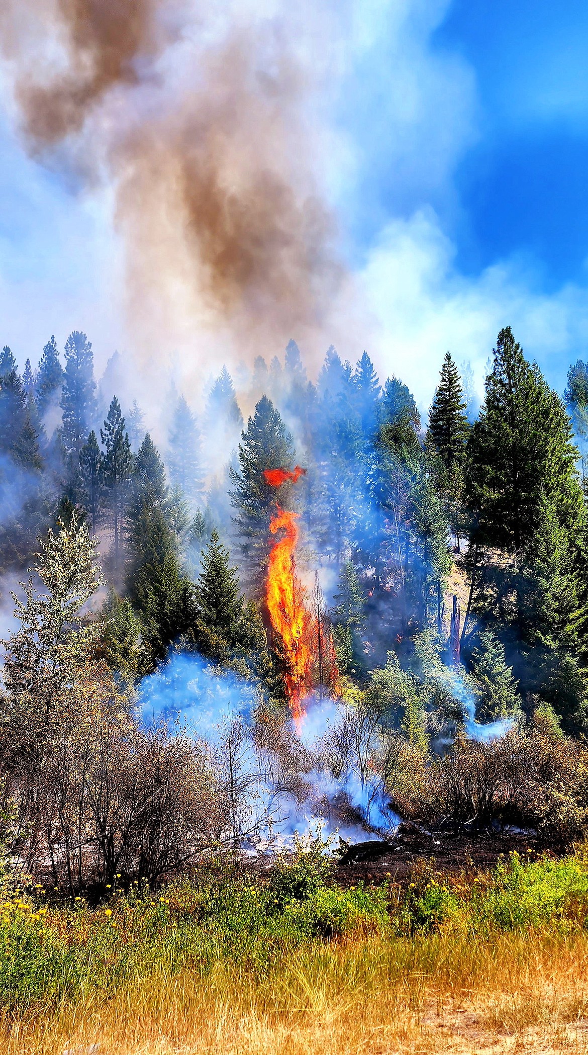 Tree torching occurs on the Gravel Pit Fire Friday, Aug. 4. (Photo courtesy Lincoln County Sheriff's Office Deputy Andrew Smith)