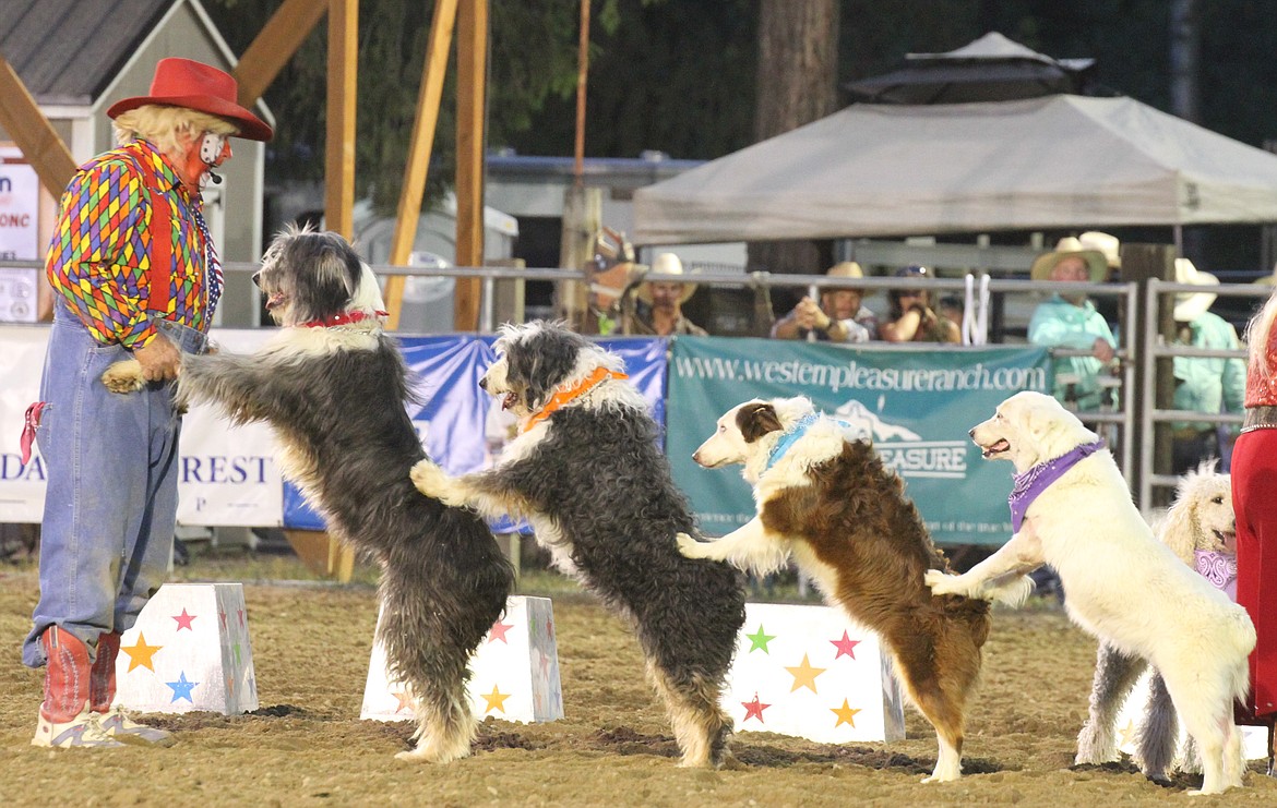 Rodeo clown Bert Davis and the Muttley Crew start to perform a trick where all 10 rescue dogs balance their front paws on each other's backs.
