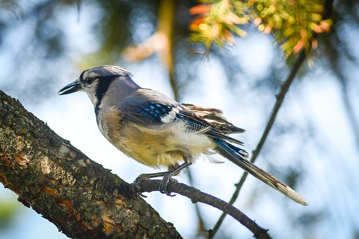 A blue jay pauses on a branch as it makes its way into the upper reaches of a tree on Thursday, July 20. (Casey Kreider/Daily Inter Lake)