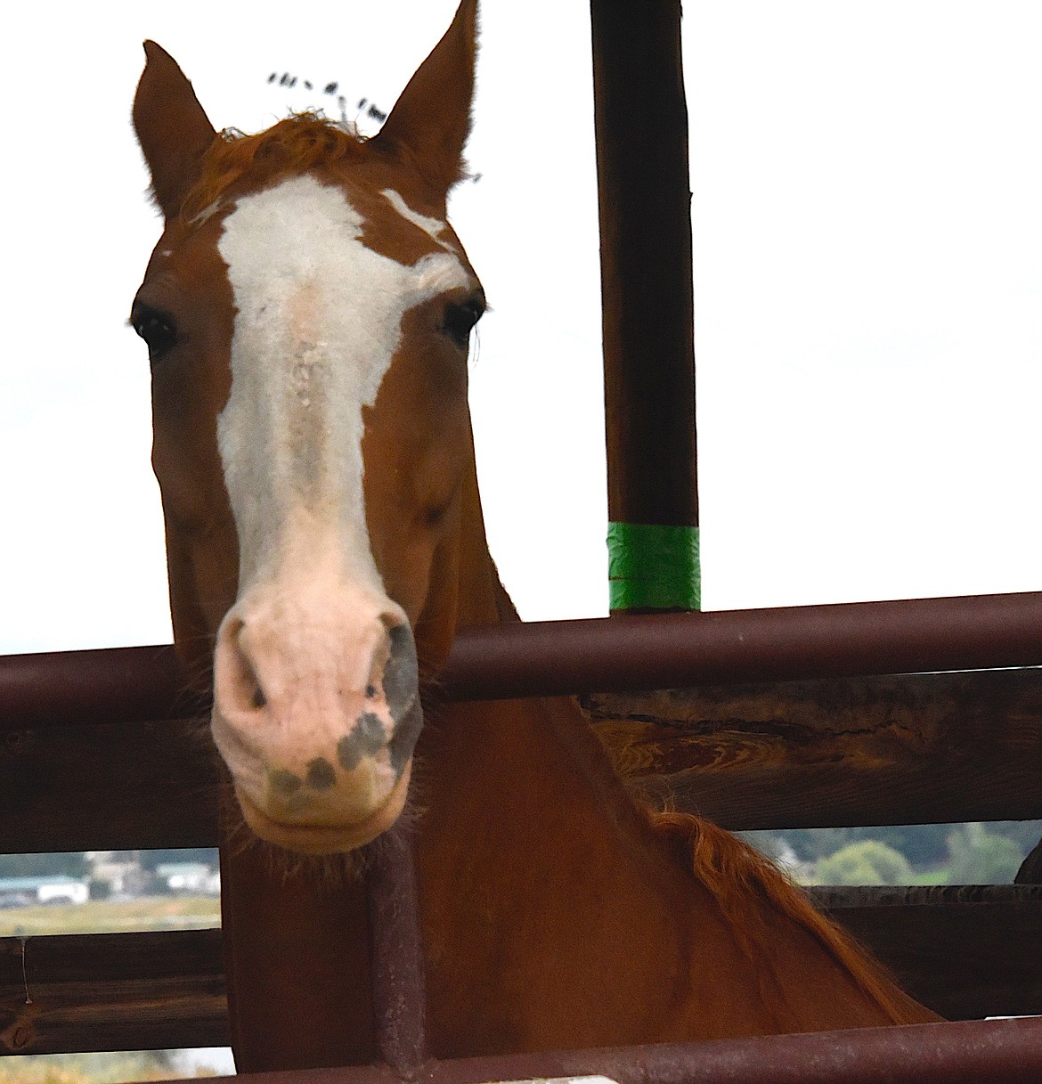 A horse from Walking Horse Lane shelters at the Polson Fairgrounds while the Niarada Fire rages near his home.  (Berl tiskus/Leader)